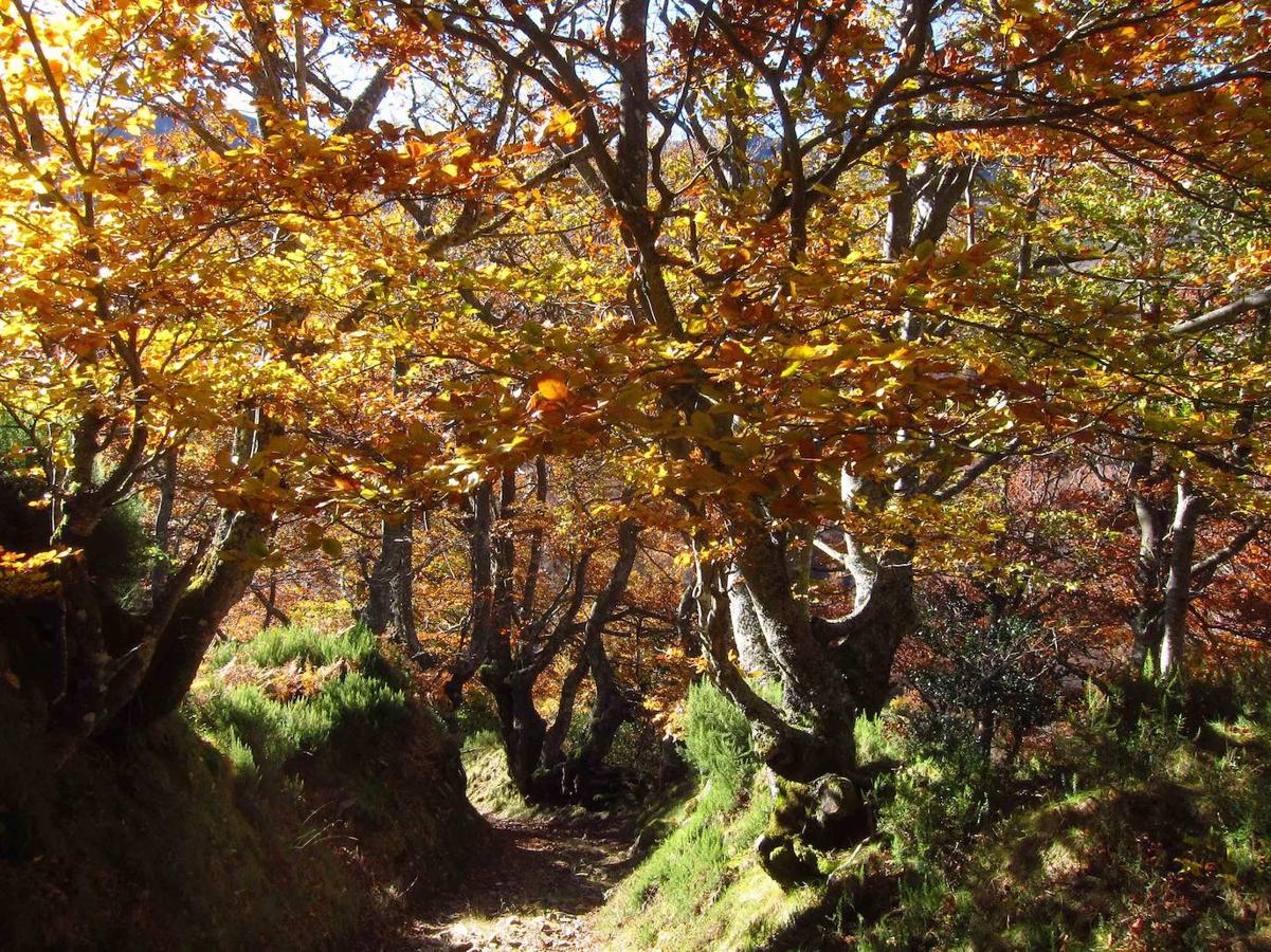 Fotos: Paseo otoñal hasta los corros de la Braña de las Cadenas
