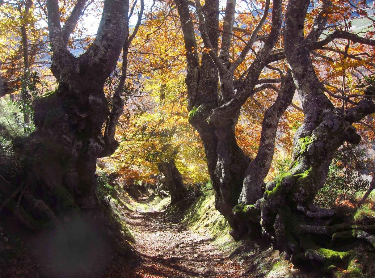 Fotos: Paseo otoñal hasta los corros de la Braña de las Cadenas