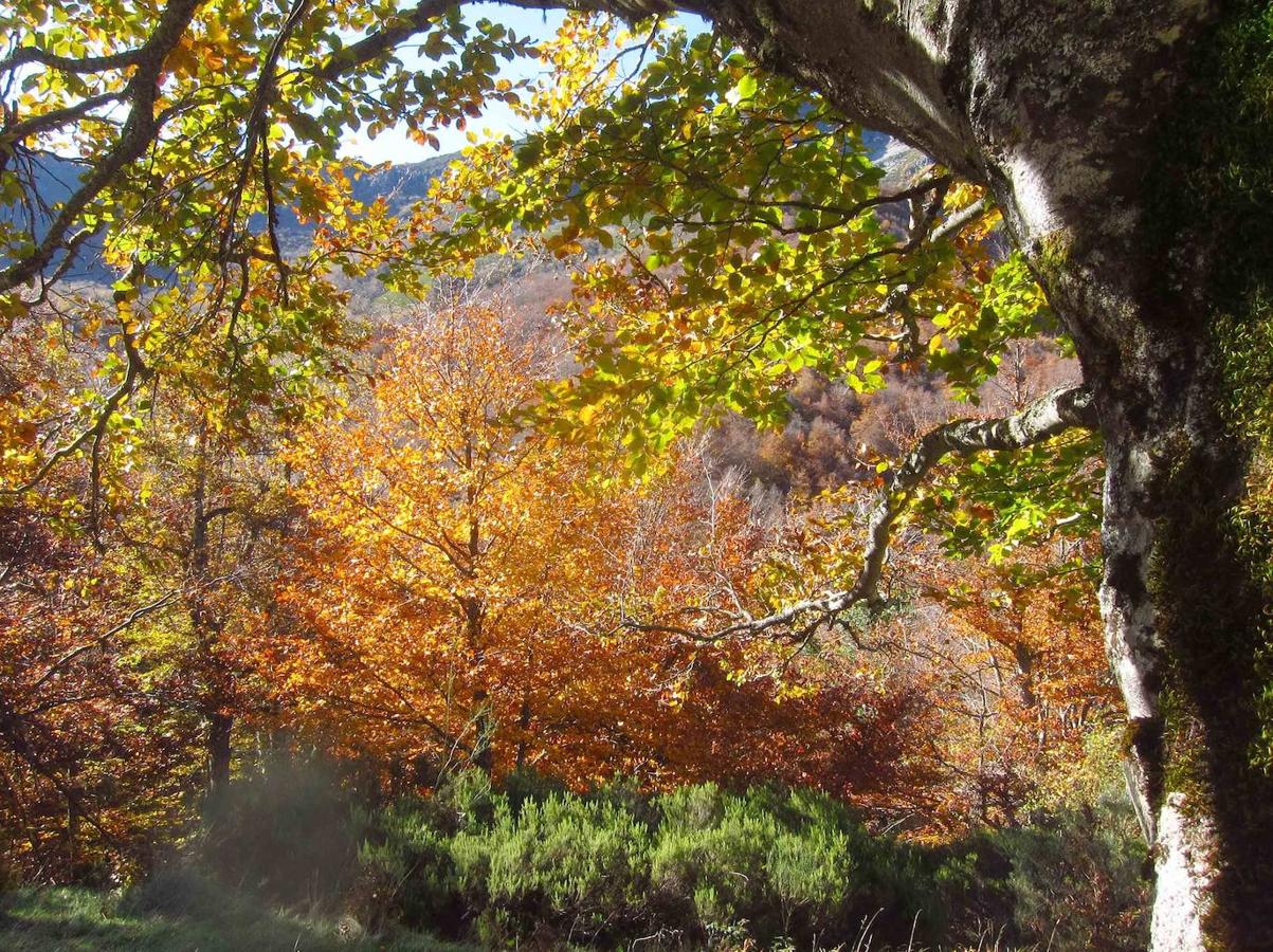 Fotos: Paseo otoñal hasta los corros de la Braña de las Cadenas