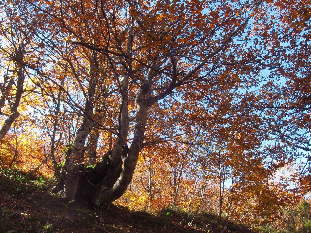 Fotos: Paseo otoñal hasta los corros de la Braña de las Cadenas