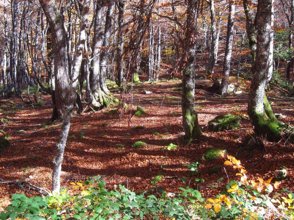 Fotos: Paseo otoñal hasta los corros de la Braña de las Cadenas