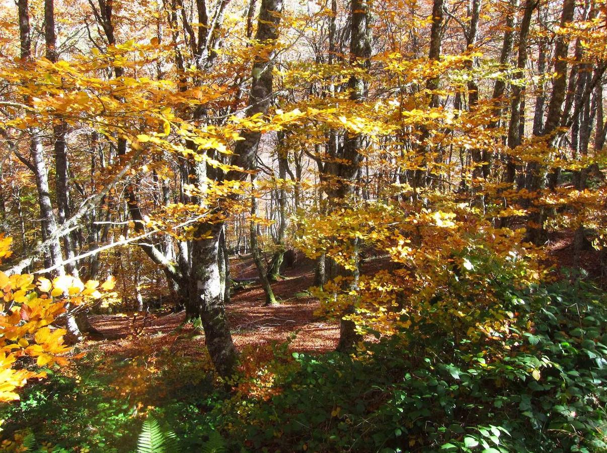 Fotos: Paseo otoñal hasta los corros de la Braña de las Cadenas