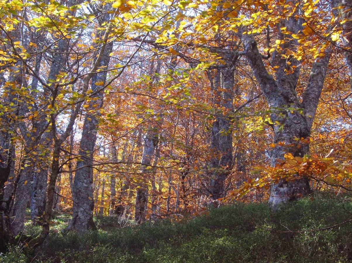 Fotos: Paseo otoñal hasta los corros de la Braña de las Cadenas