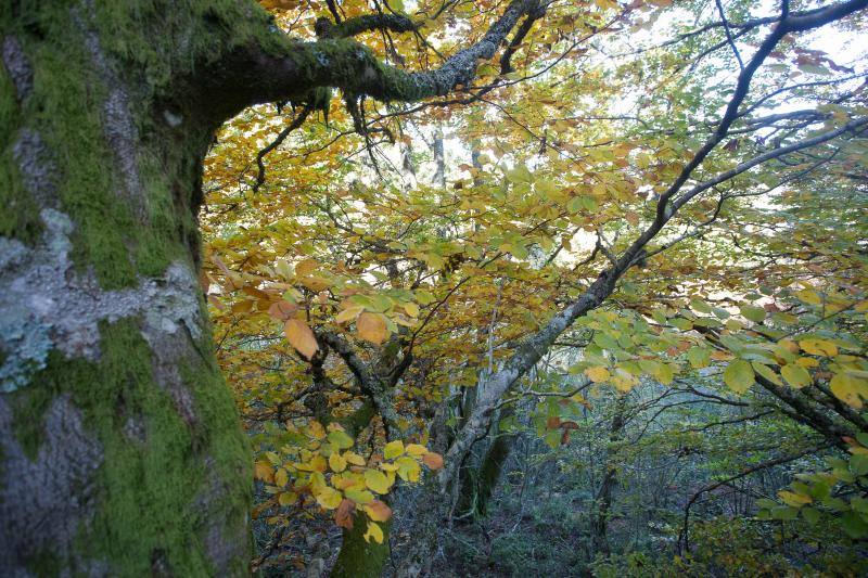 La sierra de Os Ancares, al este de la provincia de Lugo, en la frontera con las comunidades de Asturias y Castilla y León, se distribuye a lo largo de más de 50.000 hectáreas. Con una infinita red de senderos cruza profundos valles y asciende hasta cumbres de 2.000 metros de altura. En otoño el manto vegetal adquiere tonos rojizos. En invierno, esta zona permanece cubierta por la nieve, algo que cambia con la llegada de la primavera, cuando las aguas del deshielo fluyen desde las cumbres hasta las zonas bajas, formando numerosos riachuelos y pequeñas cascadas. 