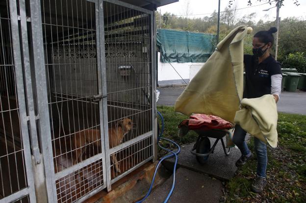 El albergue de animales bate un récord de baja ocupación con solo 150 perros y gatos