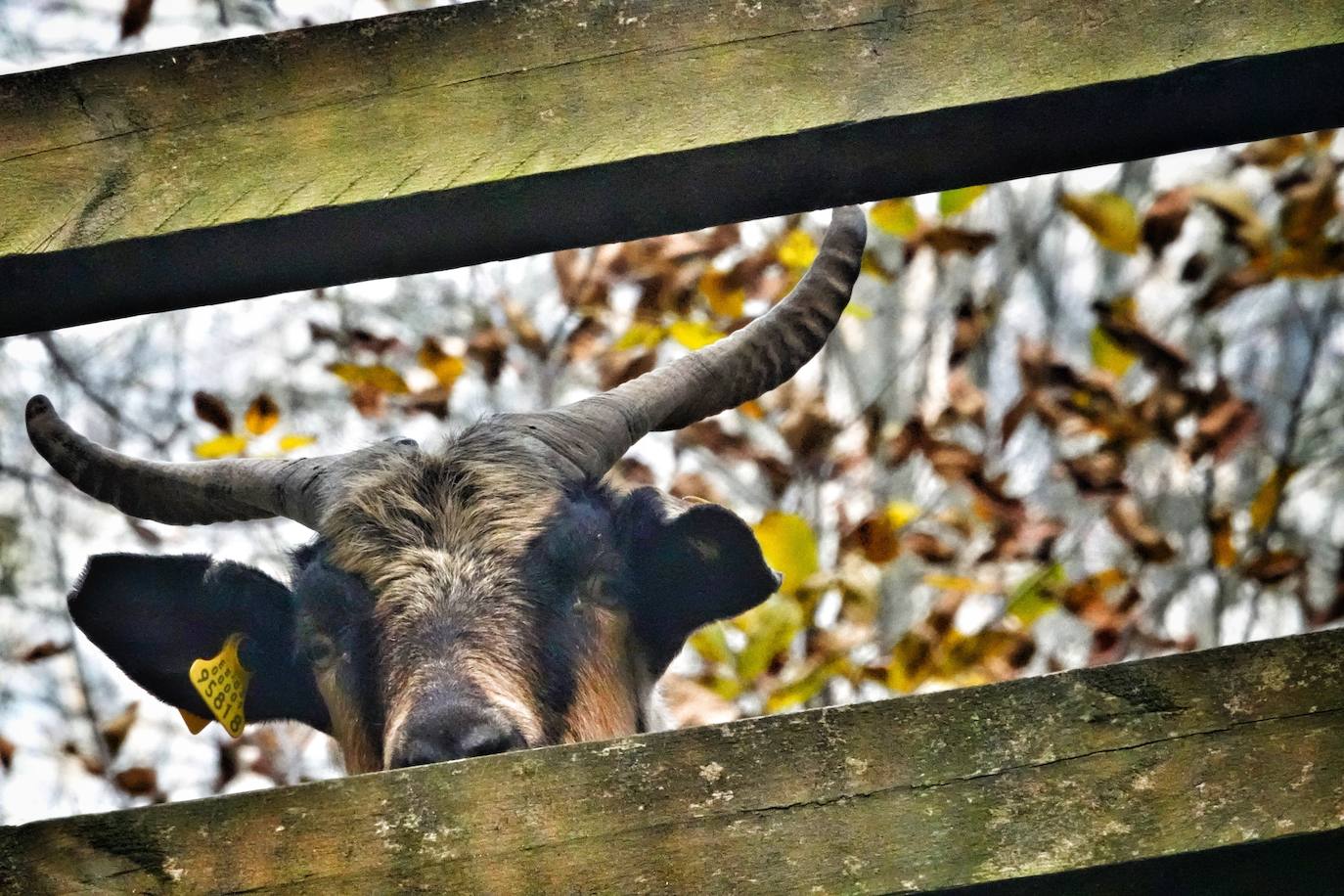 Los colores del otoño, e incluso el blanco de la nieve, ya han teñido los rincones de los Picos de Europa, uno de los lugares más imponentes de Asturias. En este espacio encontraremos las cumbres más altas de la Cordillera Cantábrica como la más emblemática: el Picu Urriellu o Naranjo de Bulnes con sus 2.519 metros de altitud. Un total de 67.127 hectáreas que conforman una de las mejores reservas mundiales de los ecosistemas ligados al bosque atlántico.