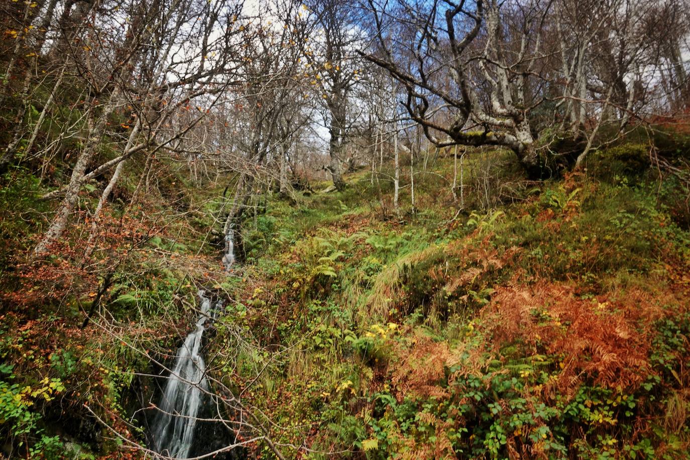 Los colores del otoño, e incluso el blanco de la nieve, ya han teñido los rincones de los Picos de Europa, uno de los lugares más imponentes de Asturias. En este espacio encontraremos las cumbres más altas de la Cordillera Cantábrica como la más emblemática: el Picu Urriellu o Naranjo de Bulnes con sus 2.519 metros de altitud. Un total de 67.127 hectáreas que conforman una de las mejores reservas mundiales de los ecosistemas ligados al bosque atlántico.