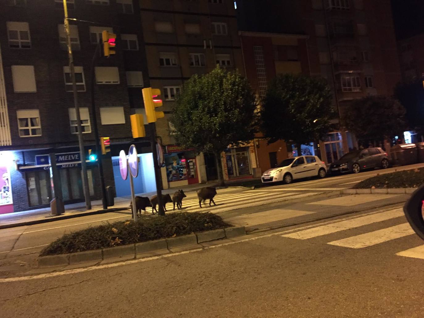 Sorprenden a un grupo de jabalíes en el barrio gijonés de Pumarín