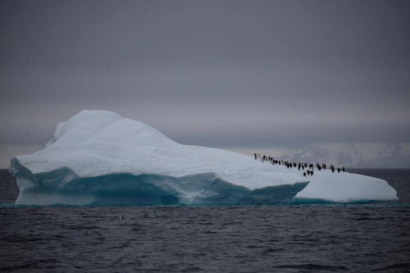 : Un grupo de pingüinos barbijo camina sobre un iceberg que flota cerca del Canal Lemaire, Antártida, 6 de febrero de 2020. 