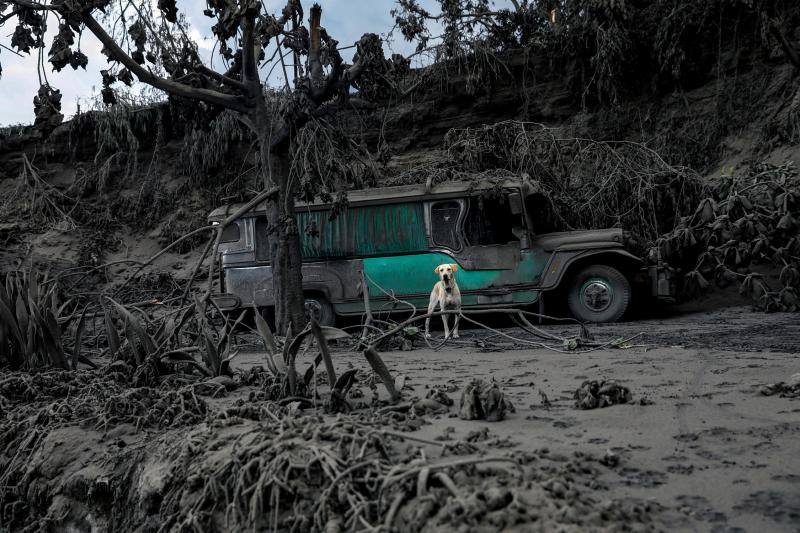 Un perro abandonado en un garaje cubierto de cenizas cerca del volcán Taal en erupción en Talisay, Batangas, Filipinas, 13 de enero de 2020. 