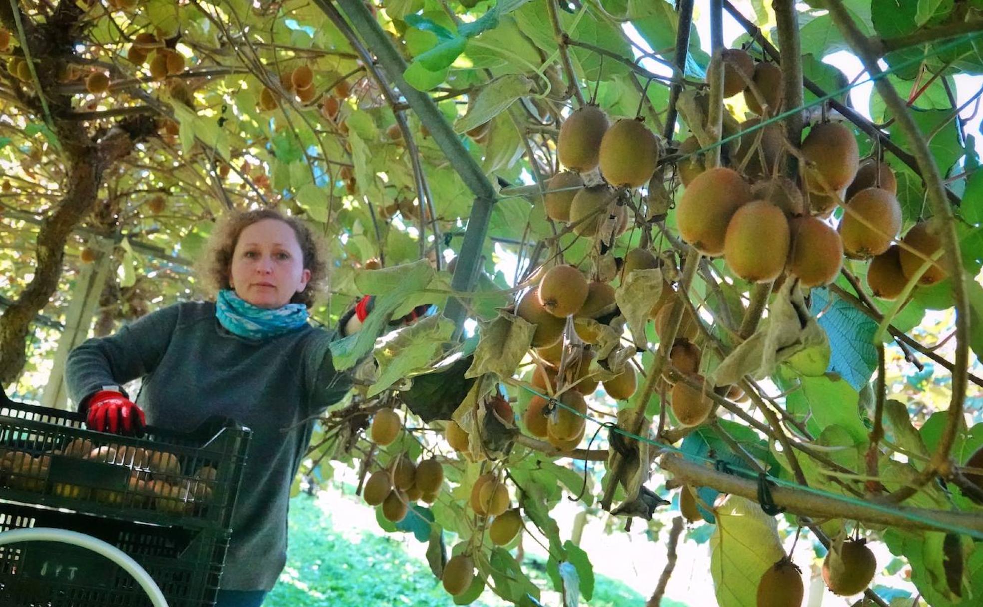 El oro verde asturiano