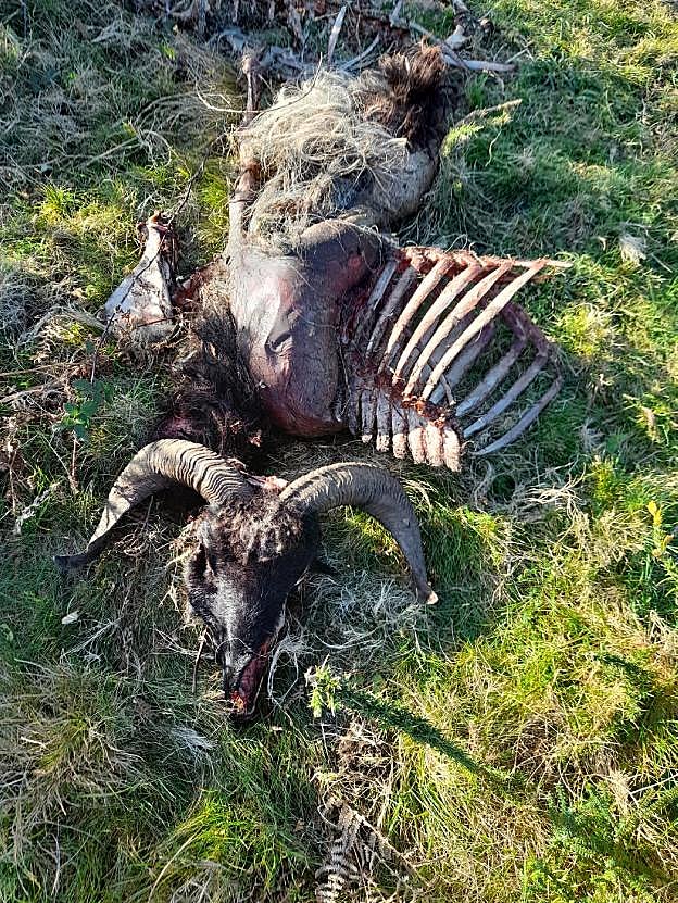 Indignación en el Cuera por un nuevo ataque del lobo con cinco ovejas muertas