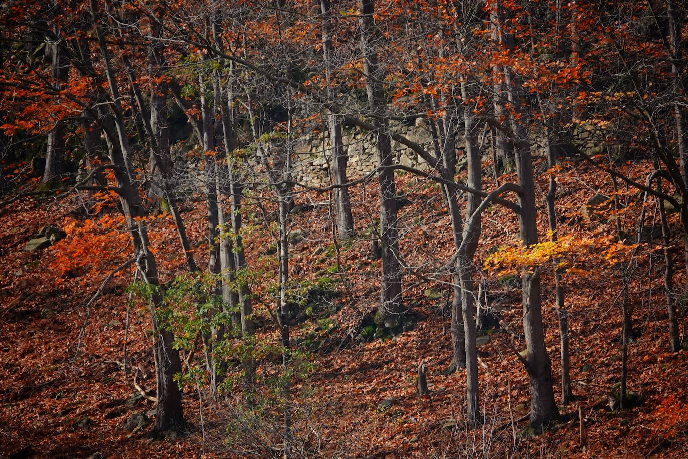 El ocre y el dorado del otoño tiñen los rincones del Principado que luce sus mejores galas también en esta estación.