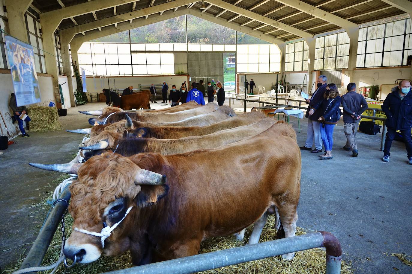 'Babiano', llegado desde León, fue el ejemplar más cotizado y finalmente se lo llevó a Llueves el ganadero cangués Máximo Sánchez por 1.950 euros