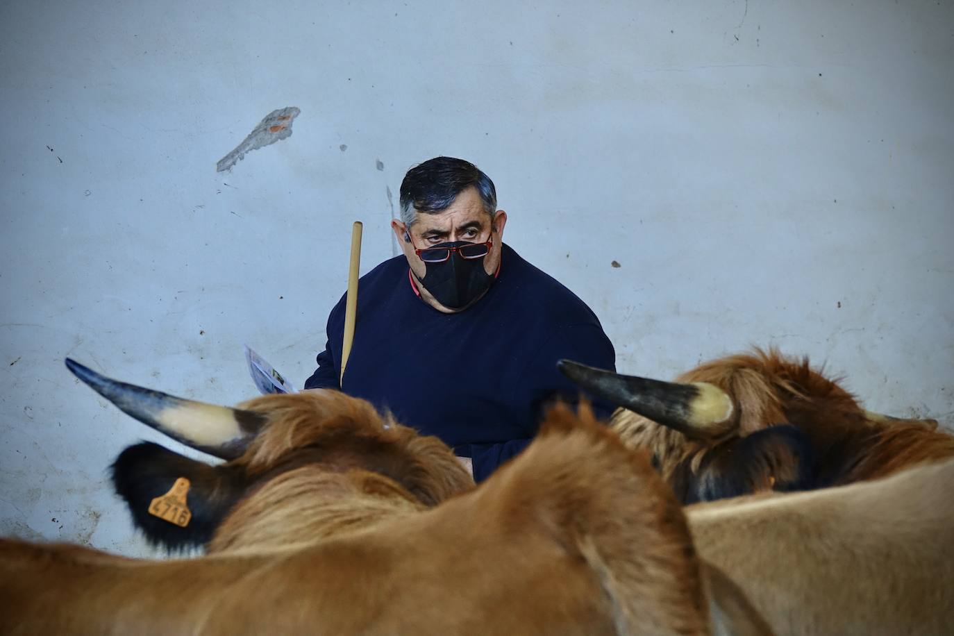 'Babiano', llegado desde León, fue el ejemplar más cotizado y finalmente se lo llevó a Llueves el ganadero cangués Máximo Sánchez por 1.950 euros