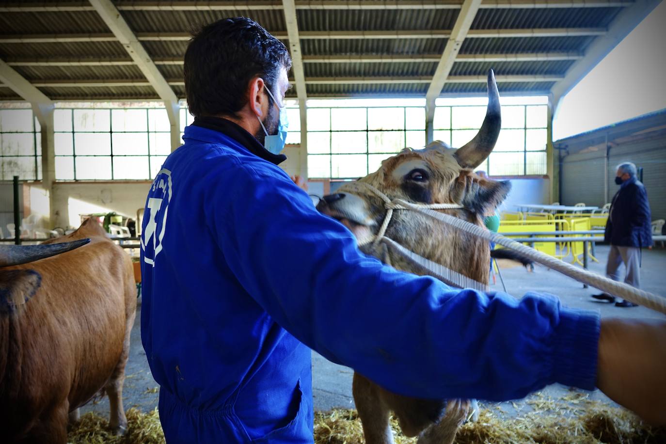 'Babiano', llegado desde León, fue el ejemplar más cotizado y finalmente se lo llevó a Llueves el ganadero cangués Máximo Sánchez por 1.950 euros