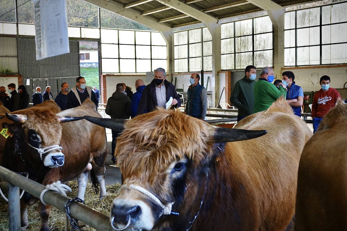 'Babiano', llegado desde León, fue el ejemplar más cotizado y finalmente se lo llevó a Llueves el ganadero cangués Máximo Sánchez por 1.950 euros