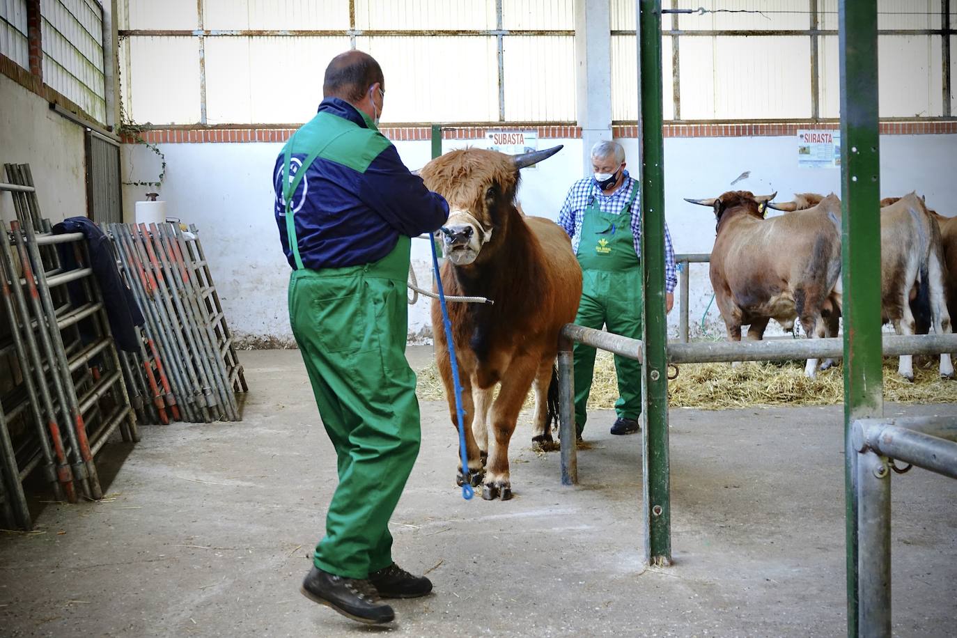 'Babiano', llegado desde León, fue el ejemplar más cotizado y finalmente se lo llevó a Llueves el ganadero cangués Máximo Sánchez por 1.950 euros