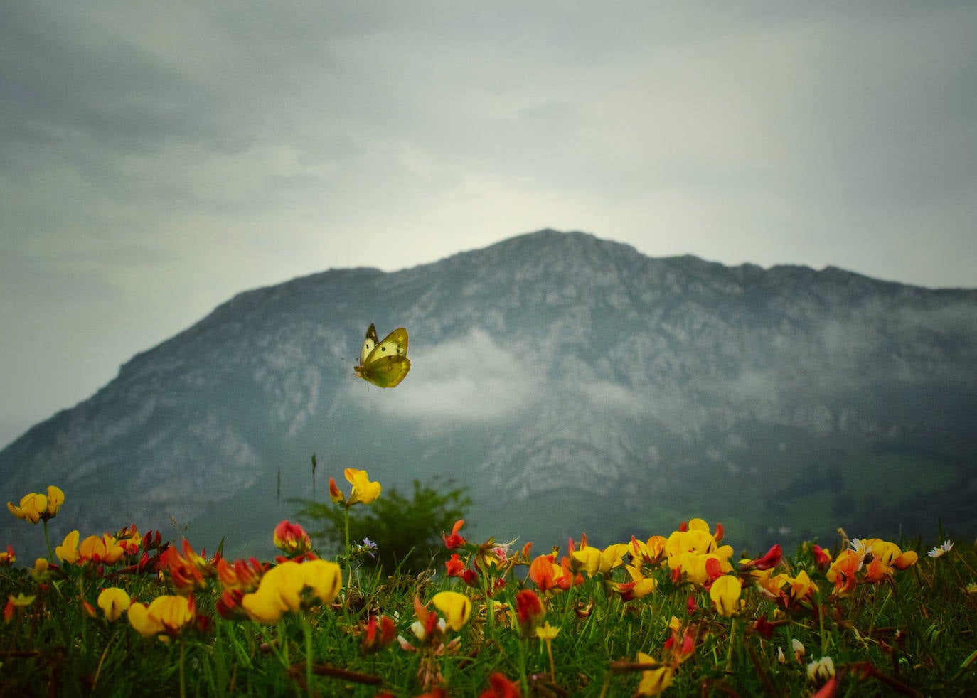 Estas cien imágenes son una selección de las fotografías captadas por los asturianos a lo largo de este año y que optaron a formar parte del calendario 'Escenas de Asturias', el concurso convocado por EL COMERCIO con el patrocinio del grupo El Gaitero. 
