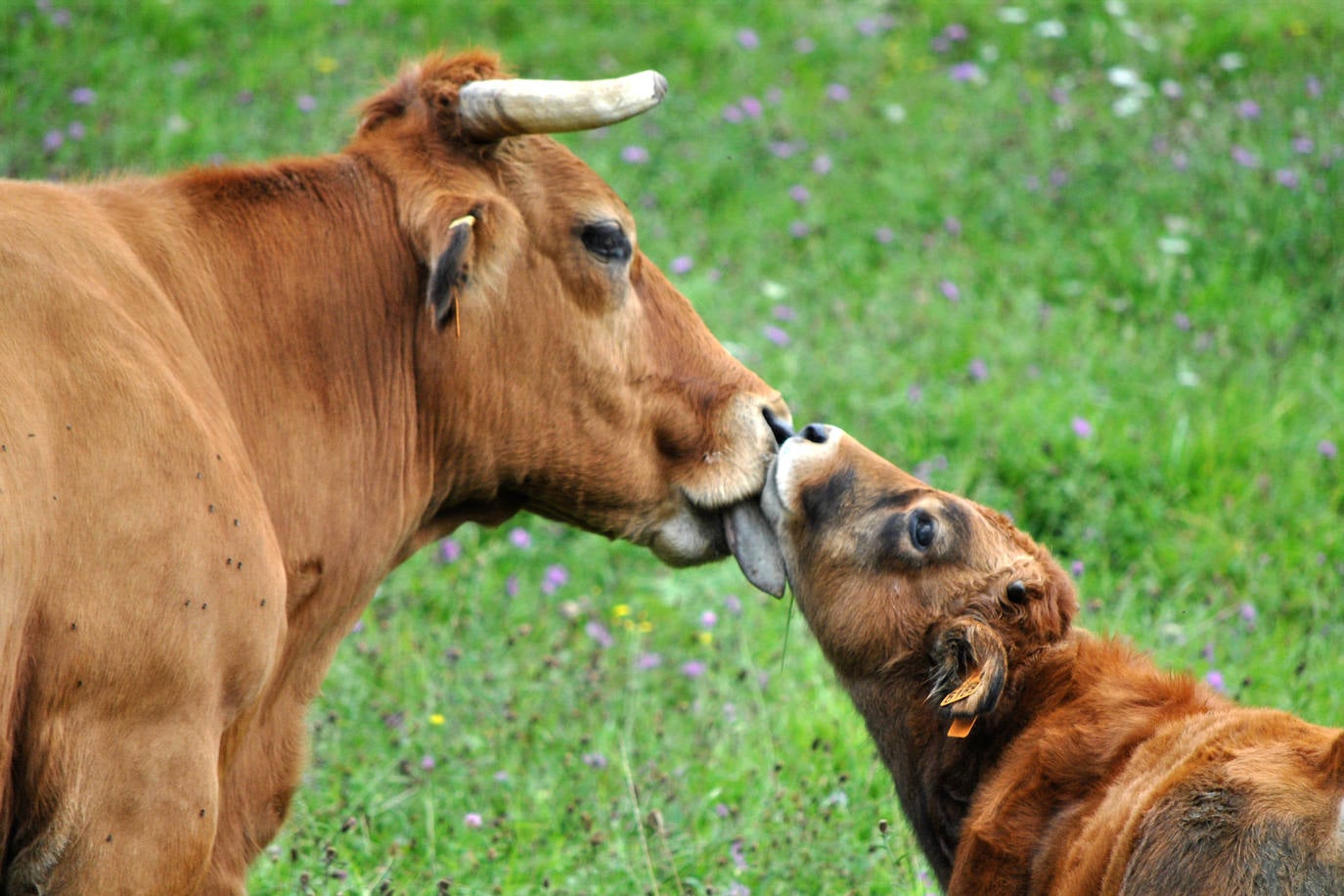 Estas cien imágenes son una selección de las fotografías captadas por los asturianos a lo largo de este año y que optaron a formar parte del calendario 'Escenas de Asturias', el concurso convocado por EL COMERCIO con el patrocinio del grupo El Gaitero. 