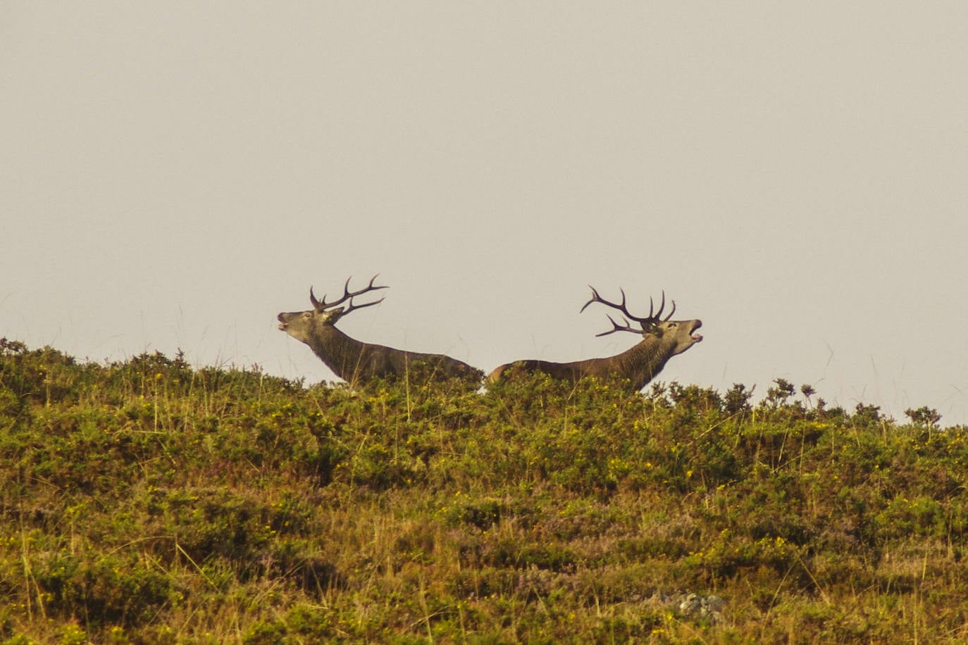 Estas cien imágenes son una selección de las fotografías captadas por los asturianos a lo largo de este año y que optaron a formar parte del calendario 'Escenas de Asturias', el concurso convocado por EL COMERCIO con el patrocinio del grupo El Gaitero. 
