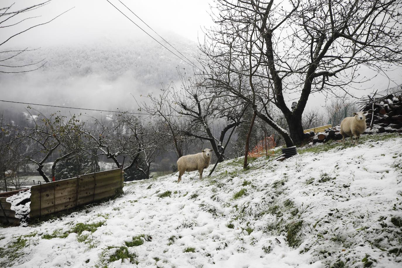 El paso de las borrascas 'Dora' y 'Ernest' ha dejado una situación «realmente complicada» en las carreteras de Asturias, en palabras del consejero de Cohesión Territorial, Alejandro Calvo. La nieve y, sobre todo, los desprendimientos y crecidas de ríos han obligado a movilizar efectivos para evitar la incomunicación de los pueblos más afectados