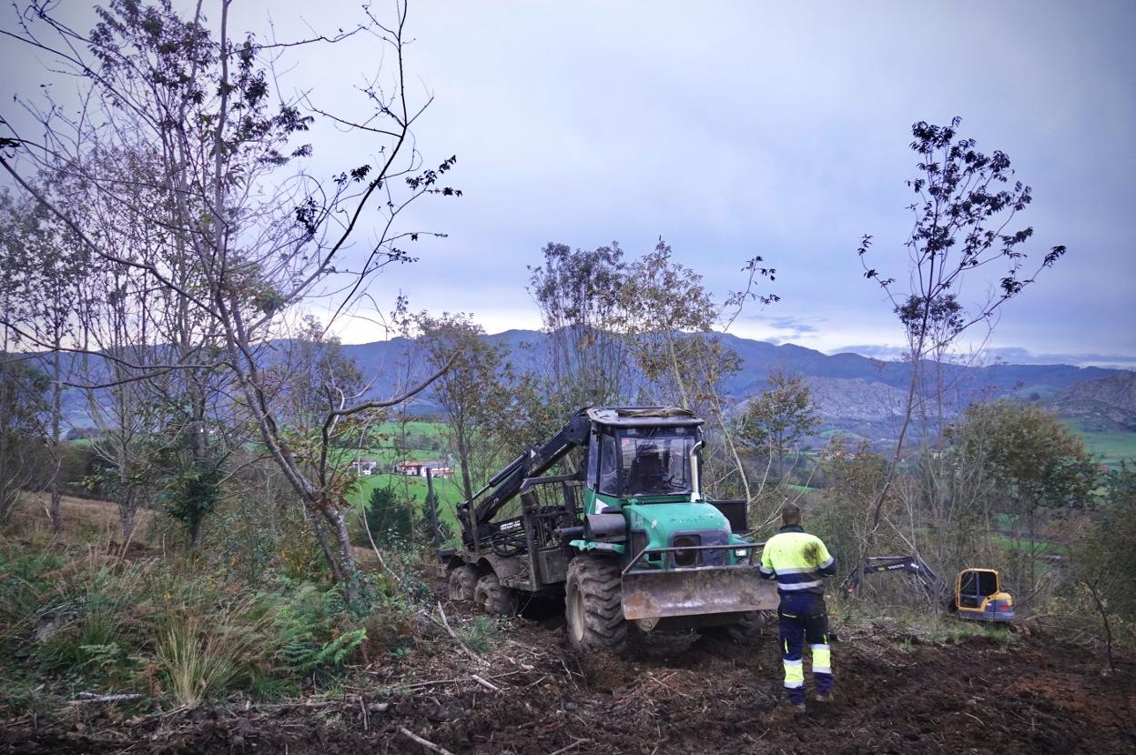 Trabajos de acondicionamiento en el monte de La Toya, que albergará el vivero de castaño. 