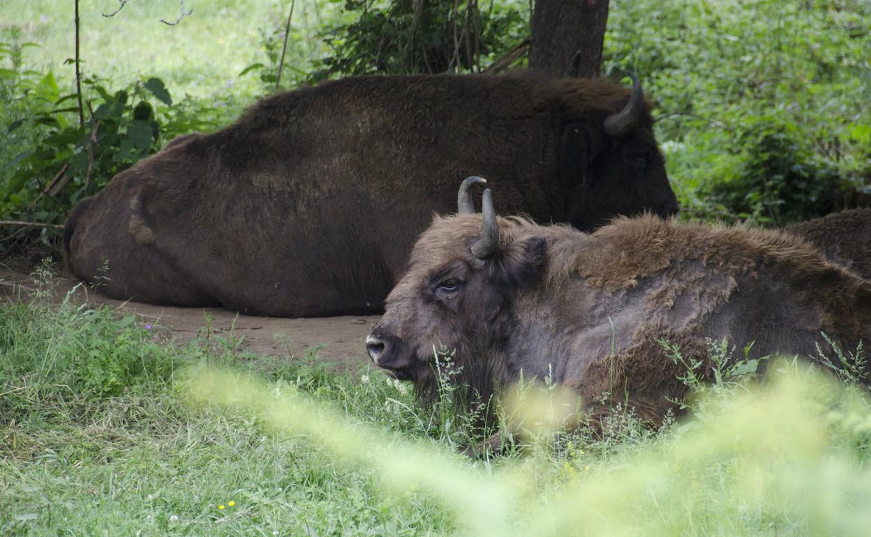 Bisontes europeos en el Parque de la Prehistoria de Teverga