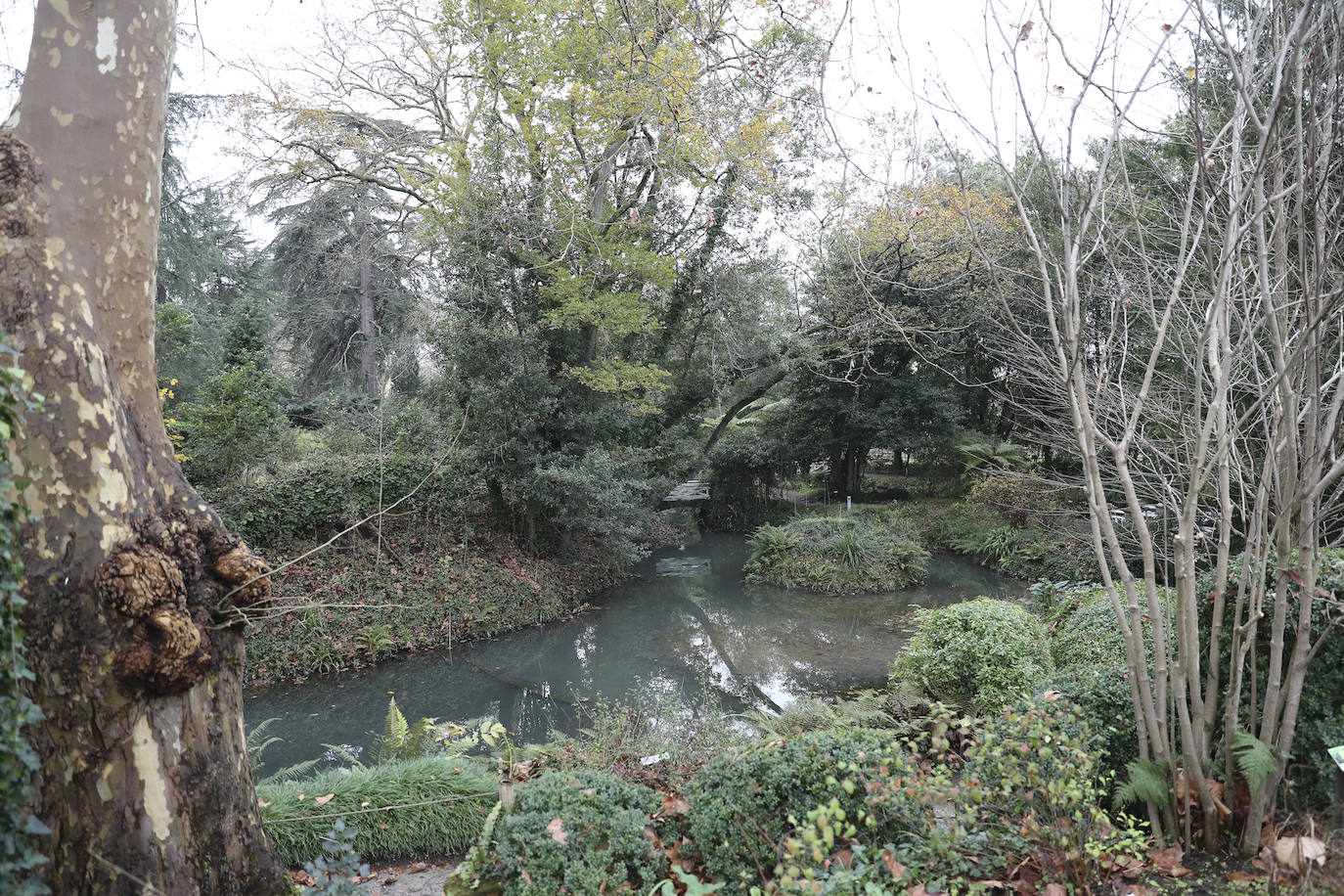 El Jardín Botánico Atlántico de Gijón reabre sus puertas a partir de este viernes, después de varias semanas de cierre obligatorio a causa de la pandemia, y los trabajadores de las instalaciones han dado los últimos retoques para recibir a los primeros visitantes. El horario de apertura será el habitual, de 10 a 18 horas, aunque los lunes permanecerá cerrado. No obstante, y con motivo de la llegada de la Navidad, del 18 de este mes al 10 de enero habrá jornadas de puertas abiertas con programación y el Belén Monumental. El Botánico estará por ello abierto todos esos días. 