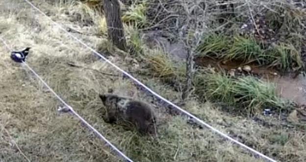 Imagen de la osezna 'Éndriga' en el recinto de Valsemana en León. 