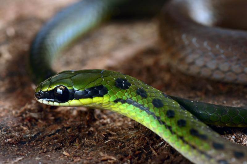 Una expedición de científicos ha descubierto nuevas especies de animales en los altos Andes bolivianos. Se tratan de la víbora yope de montaña, la serpiente bandera boliviana, la rana liliputiense y cuatro de mariposas, entre otros. Además, los investigadores han redescubierto otras cuatro especies que se creían extintas. En este grupo se encuentran la rana ojos de diablo y una mariposa satirido. Durante la expedición, los científicos también han hallado nuevas especies de plantas, como cuatro tipos de orquídeas.