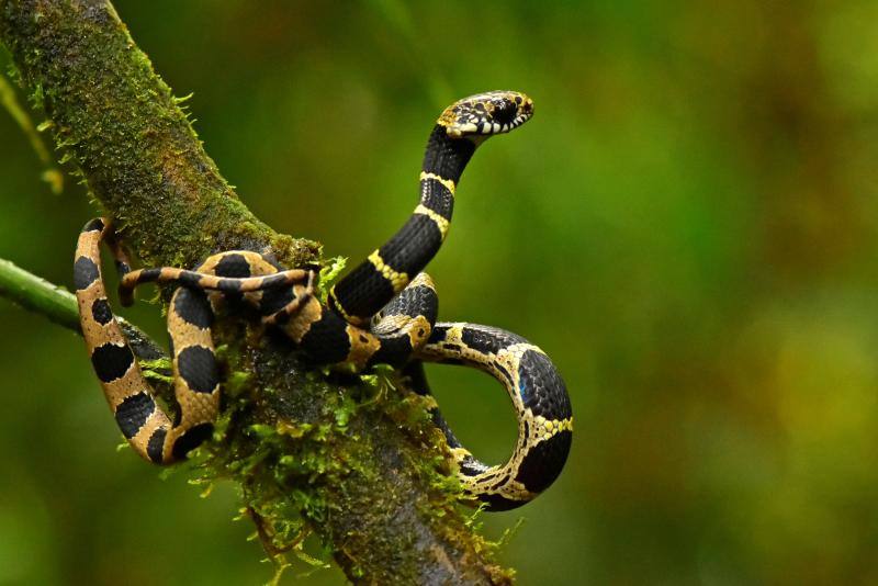 Una expedición de científicos ha descubierto nuevas especies de animales en los altos Andes bolivianos. Se tratan de la víbora yope de montaña, la serpiente bandera boliviana, la rana liliputiense y cuatro de mariposas, entre otros. Además, los investigadores han redescubierto otras cuatro especies que se creían extintas. En este grupo se encuentran la rana ojos de diablo y una mariposa satirido. Durante la expedición, los científicos también han hallado nuevas especies de plantas, como cuatro tipos de orquídeas.