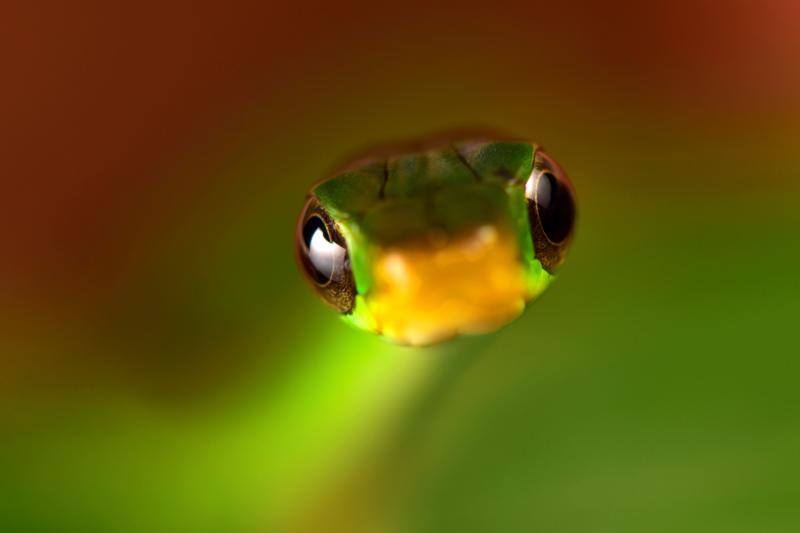 Una expedición de científicos ha descubierto nuevas especies de animales en los altos Andes bolivianos. Se tratan de la víbora yope de montaña, la serpiente bandera boliviana, la rana liliputiense y cuatro de mariposas, entre otros. Además, los investigadores han redescubierto otras cuatro especies que se creían extintas. En este grupo se encuentran la rana ojos de diablo y una mariposa satirido. Durante la expedición, los científicos también han hallado nuevas especies de plantas, como cuatro tipos de orquídeas.