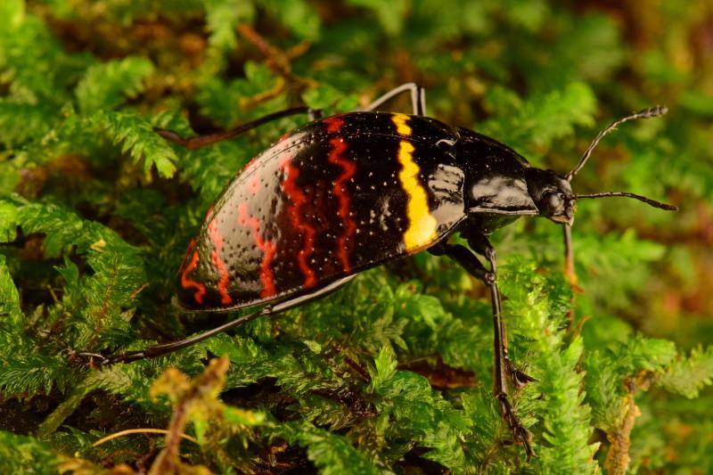 Una expedición de científicos ha descubierto nuevas especies de animales en los altos Andes bolivianos. Se tratan de la víbora yope de montaña, la serpiente bandera boliviana, la rana liliputiense y cuatro de mariposas, entre otros. Además, los investigadores han redescubierto otras cuatro especies que se creían extintas. En este grupo se encuentran la rana ojos de diablo y una mariposa satirido. Durante la expedición, los científicos también han hallado nuevas especies de plantas, como cuatro tipos de orquídeas.