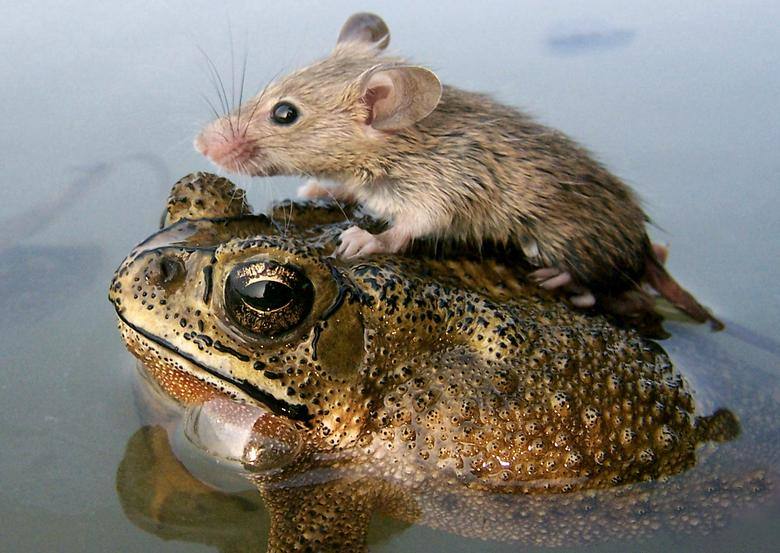 Un ratón viaja en el lomo de una rana en las inundaciones en la ciudad de Lucknow, en el norte de India.