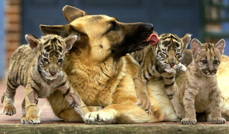 Un tigre de Bengala y cachorros de puma se sientan con un pastor alemán en la casa de un veterinario en Sydney, Australia.