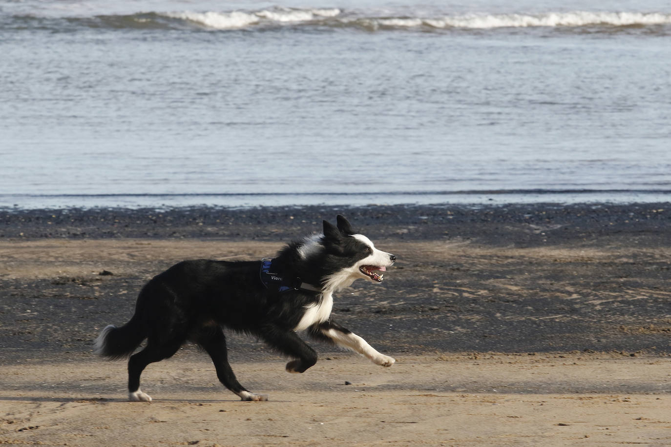 La playa de San Lorenzo de Gijón ha amanecido cubierta de carbón este jueves, casualmente coincidiendo con el día en el que se presentaban las conclusiones del estudio del laboratorio de Petrografía del Incar. Esta investigación atribuye a El Musel las manchas en el arenal gijonés. Apunta a la carga y descarga de carbón en los muelles y descarta que el material llegue por el viento. 
