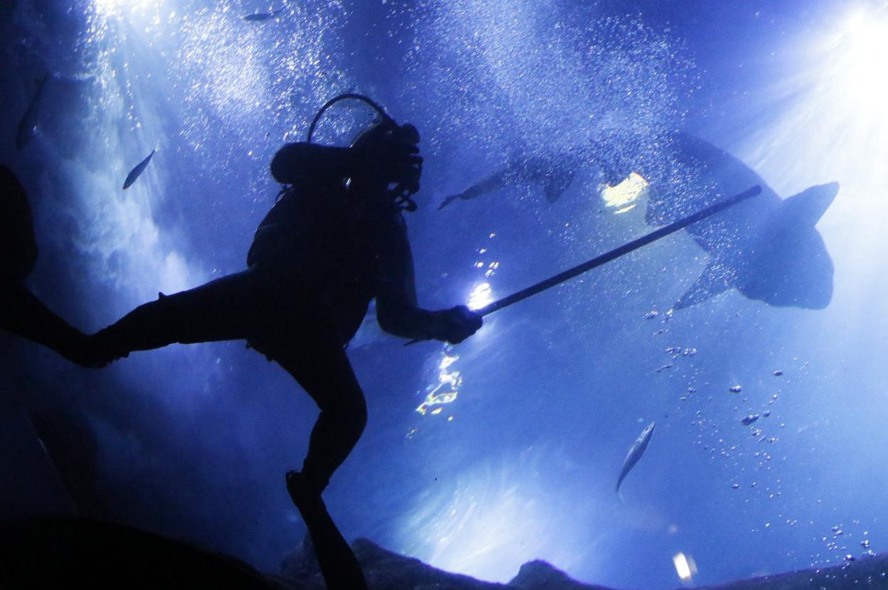 Un trabajador del Acuario, en el tanque de los tiburones. 