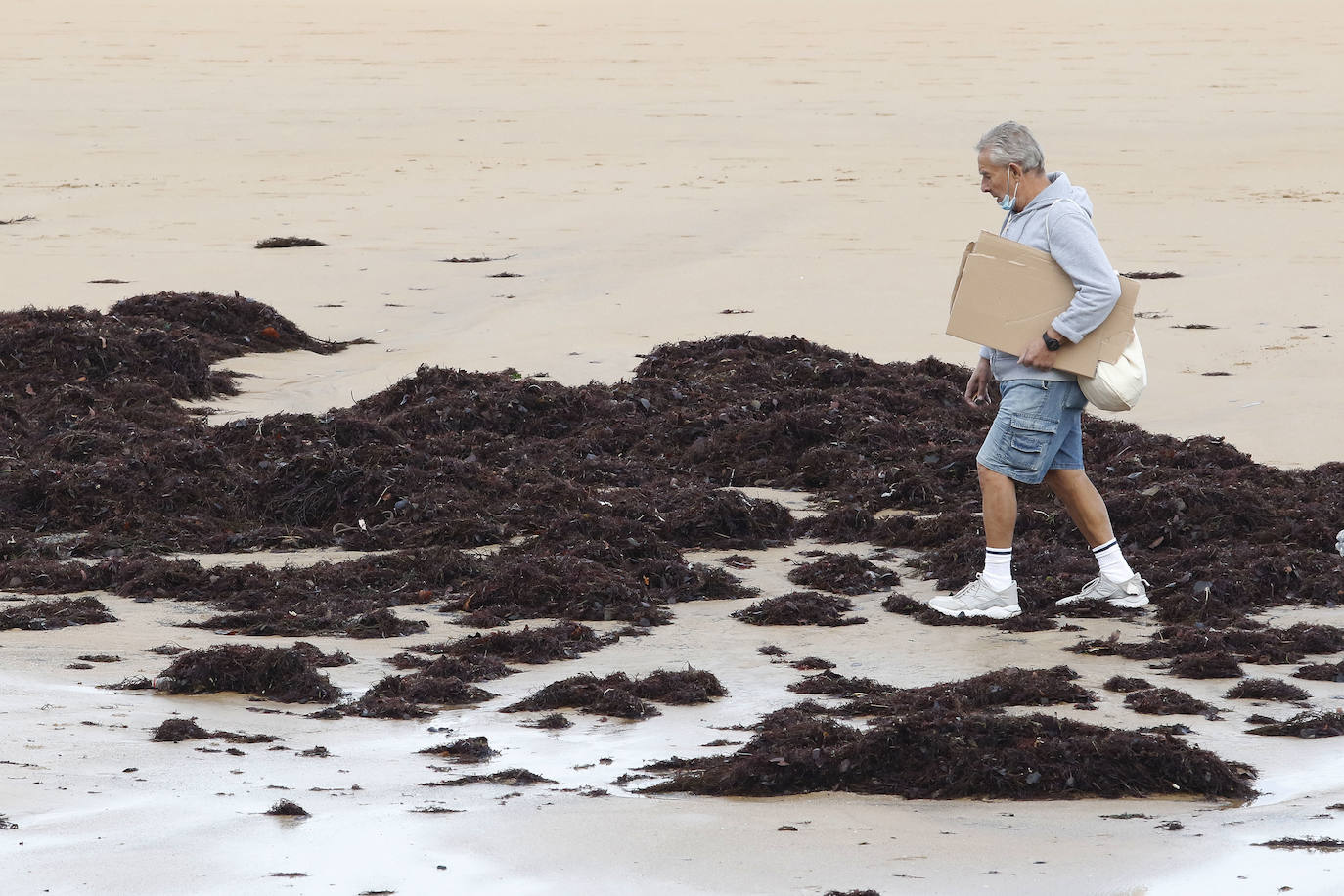 El carbón y el ocle han vuelto a aparecer estos días en la playa de San Lorenzo a causa de las mareas. Ha coincidido con la presentación de las conclusiones del estudio del laboratorio de Petrografía del Incar. Esta investigación atribuye a El Musel las manchas en el arenal gijonés. Apunta a la carga y descarga de carbón en los muelles y descarta que el material llegue por el viento.
