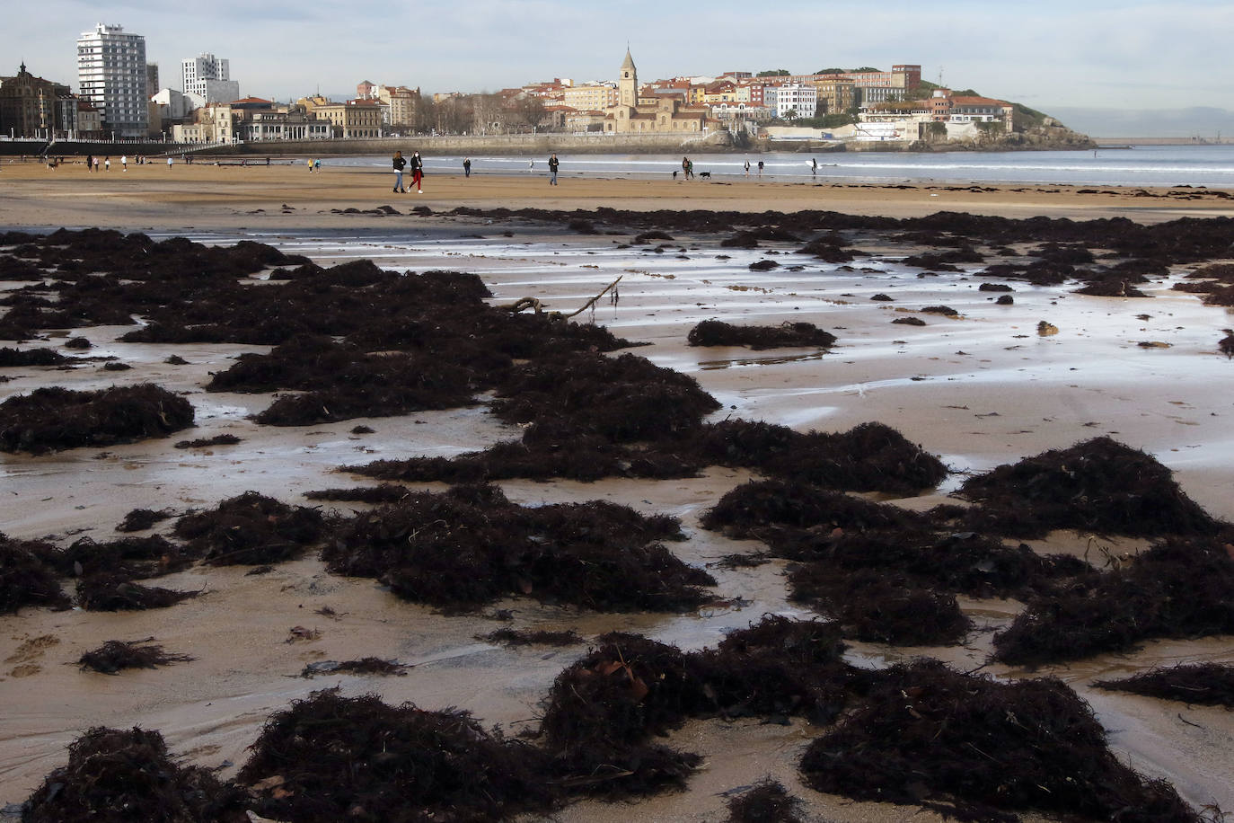 El carbón y el ocle han vuelto a aparecer estos días en la playa de San Lorenzo a causa de las mareas. Ha coincidido con la presentación de las conclusiones del estudio del laboratorio de Petrografía del Incar. Esta investigación atribuye a El Musel las manchas en el arenal gijonés. Apunta a la carga y descarga de carbón en los muelles y descarta que el material llegue por el viento.
