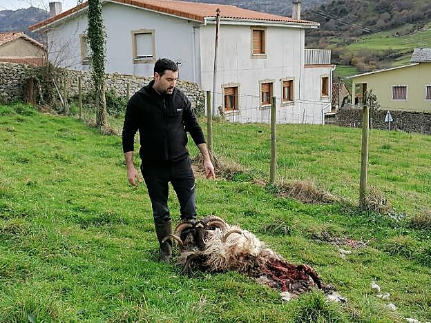 El joven Alejandro Posada, con el macho que le mató el lobo junto a una casa de Merodio. 