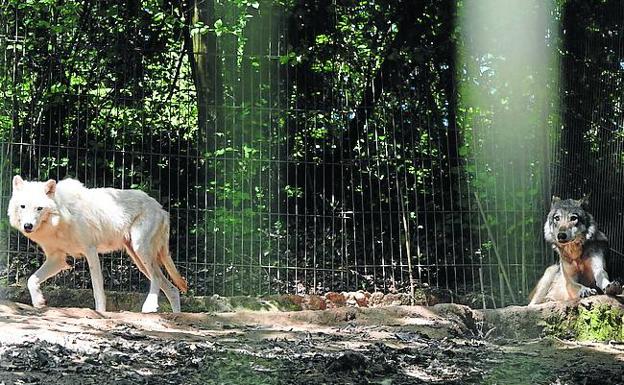 Los lobos polares canadienses regresarán con su dueño. 