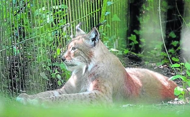 El zoo también alberga un lince boreal.