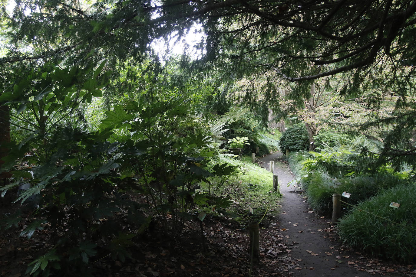 La botánica ya tiene recogida en un documento su terminología en asturiano