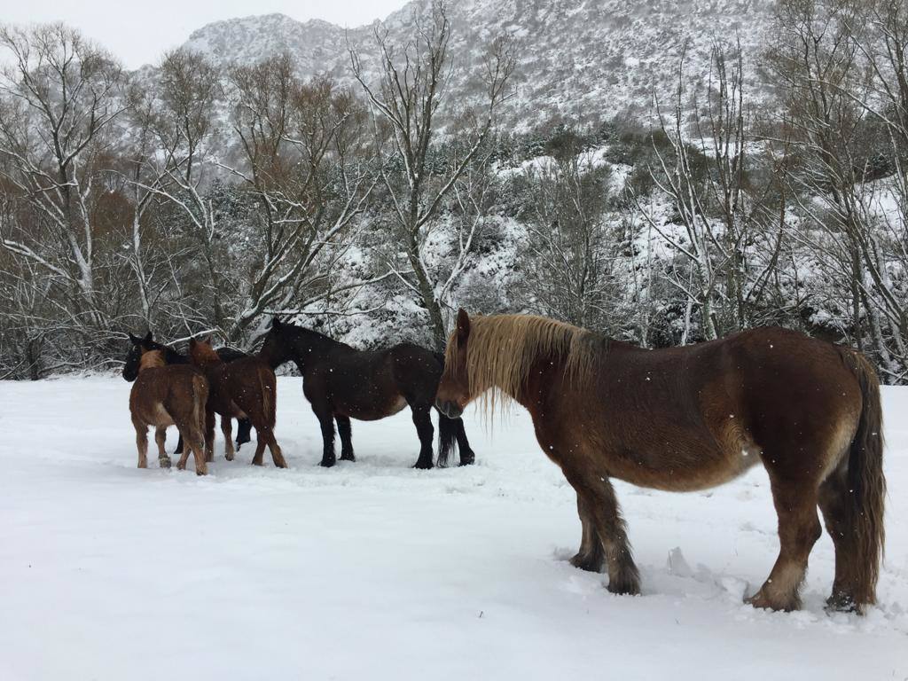 La borrasca 'Bella' ha provocado más de 1.900 incidencias en Asturias y complica las comunicaciones. La nieve acumulada en las últimas horas, que ha cerrado el puerto del Connio, obliga a usar cadenas en 15 altos de montaña. Los fuertes vientos han procovado la caída de árboles y la Aemet mantiene el litoral del Principado en alerta roja por olas de hasta diez metros 
