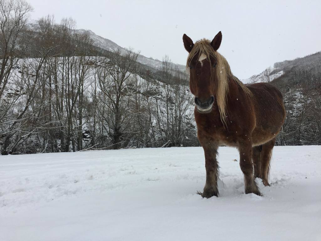 La borrasca 'Bella' ha provocado más de 1.900 incidencias en Asturias y complica las comunicaciones. La nieve acumulada en las últimas horas, que ha cerrado el puerto del Connio, obliga a usar cadenas en 15 altos de montaña. Los fuertes vientos han procovado la caída de árboles y la Aemet mantiene el litoral del Principado en alerta roja por olas de hasta diez metros 