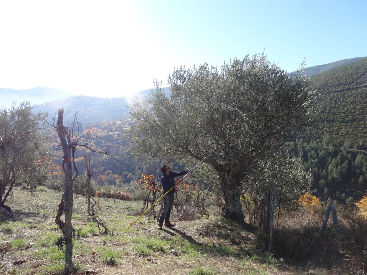 Un miembro del CSIC estudia un olivo gallego. 