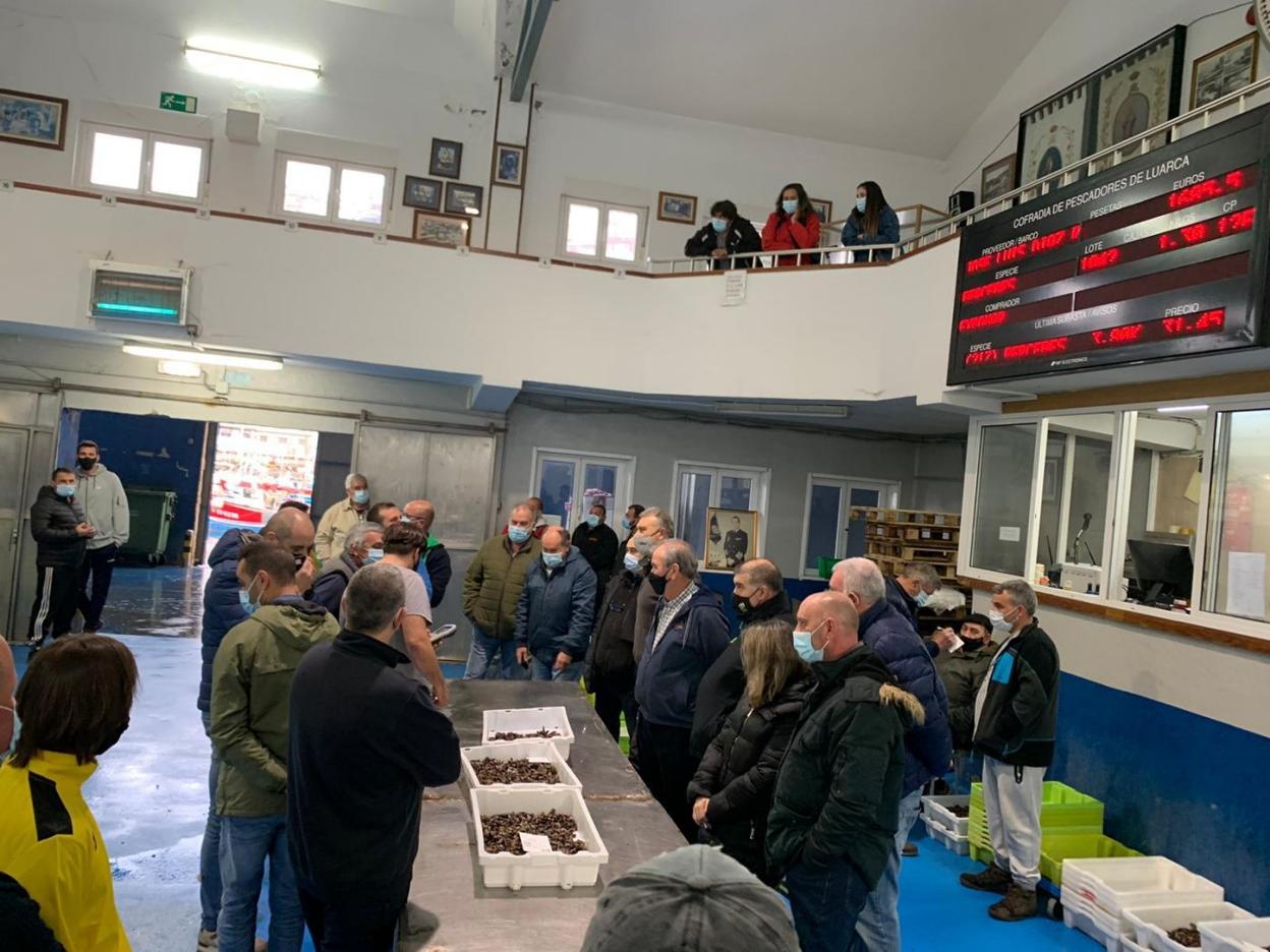 Subasta de percebe en la lonja de Luarca durante los días previos a Nochebuena. 