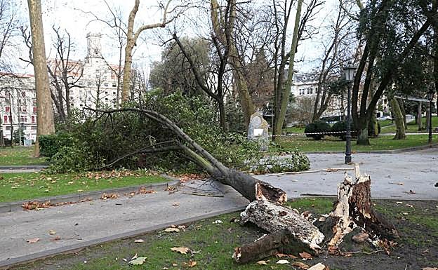 Árbol caído en el parque San Francisco este domingo. 