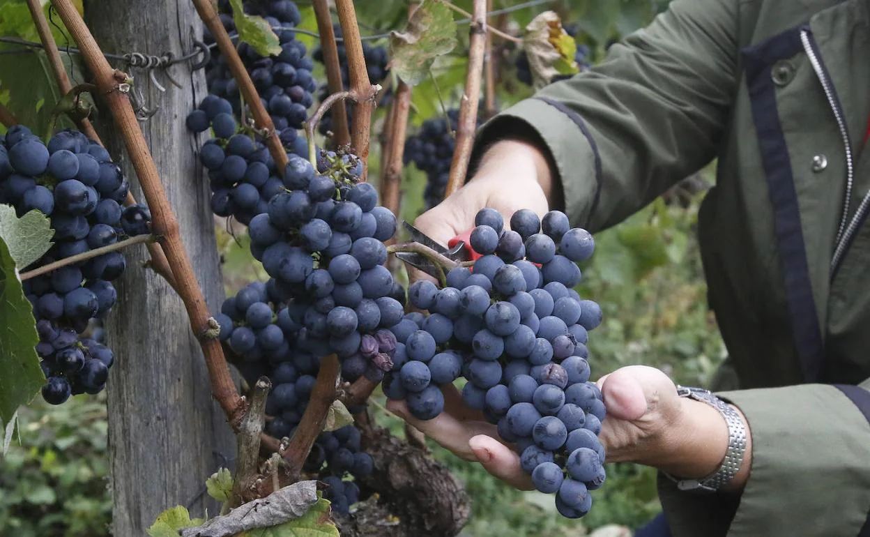 Receta de mermelada de uvas casera | El Comercio: Diario de Asturias